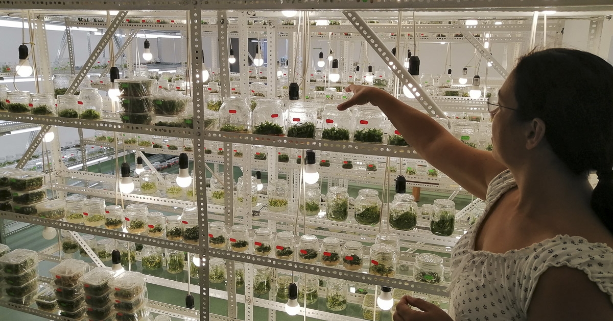 Vírusmentes szaporítás laboratóriumban